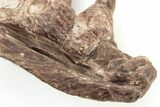 Fossil Mosasaur (Platecarpus) Jaw Section with Teeth - Kansas #197370-2